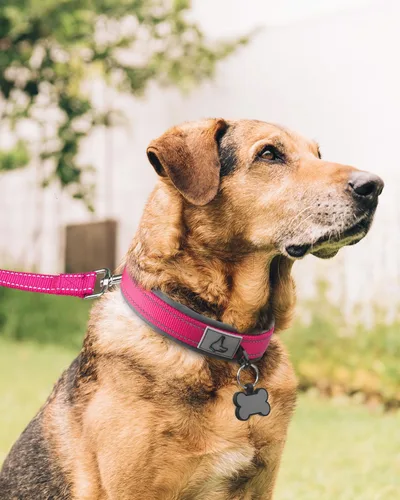 Miniatura 6 de Joytale Collar reflectante para perros extragrandes, de neopreno acolchado y ajustable, collares para mascotas de alta resistencia reflectantes