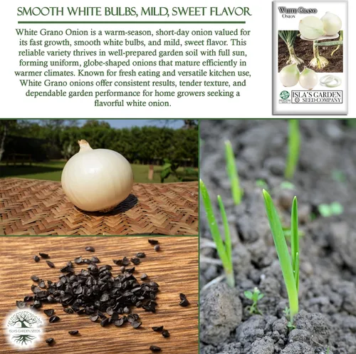Miniatura 5 de Semillas de cebolla granada blanca (Allium cepa) – Más de 500 semillas de día corto sin OMG de Isla's Garden Seeds, bulbos suaves dulces