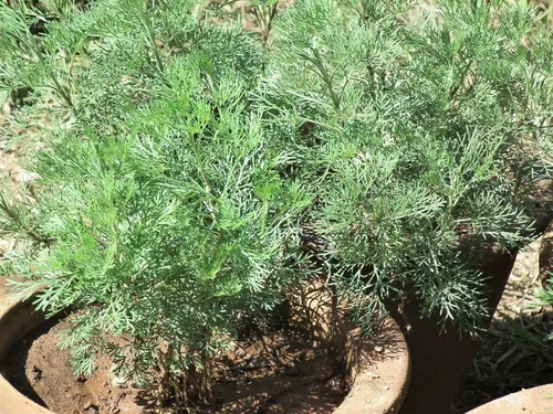 Miniatura 3 de Ajenjo Dulce Artemisia Annua Dulce Annie Artemisa Hierba Sagewort rasa1ca (1000 Semillas)