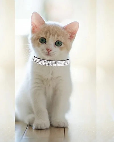 Miniatura 4 de Olmoony - Collares de gato con campana, collar ajustable para gatito, collar de gato para niñas y gatos con diamantes de imitación de terciopelo