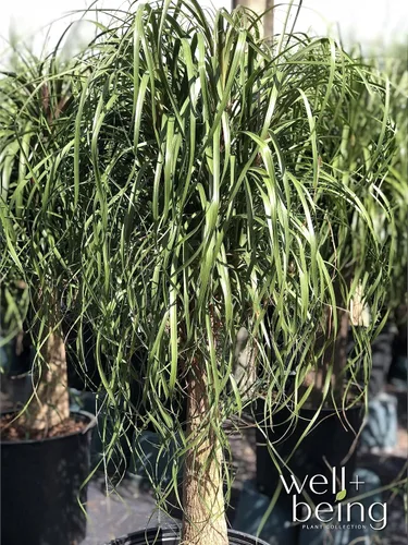 Miniatura 3 de Nature's Way Farms Palmera de cola de caballo (Beaucarnea Recurvata), palmera grande para cola de caballo, planta de interior viva, en maceta