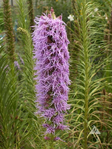 Miniatura 3 de Gayfeather Seeds - Liatris Seeds, 500 semillas, planta estrella ardiente, liatris perenne vibrante, ideal para camas de jardín y bordes, fácil