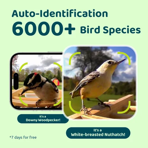 Miniatura 6 de NETVUE by Birdfy - Comedero inteligente para pájaros con cámara, alimentado por energía solar, vapor vivo de 2K y IA Identificación de especies