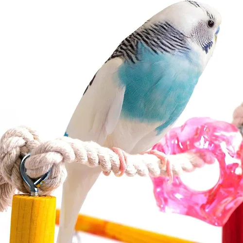 Miniatura 3 de Penn-Plax Centro de Actividades para Aves – Perfecto para Aves Jóvenes o Pequeñas Varios