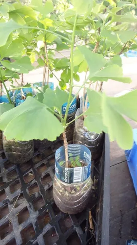 Miniatura 4 de Planta de plántulas de Ginkgo Biloba, 2 años, árbol más antiguo del mundo. Hoja dividida. Raíces envueltas.