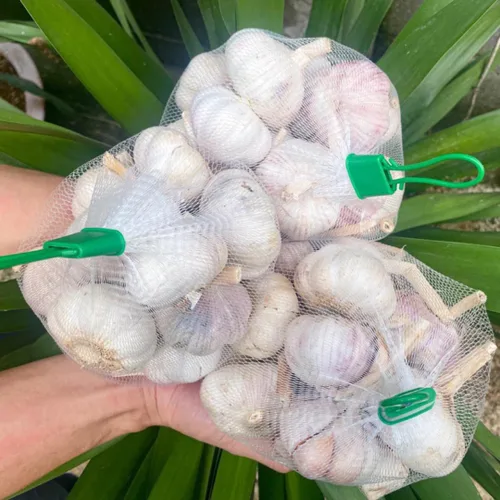 Miniatura 6 de 1 Libra de Ajo Duro de Cuello para Plantar en Otoño, Bulbo de Ajo Grande para Plantar, Fresco y Alta Rendimiento, Resistente al Frío, Plantación
