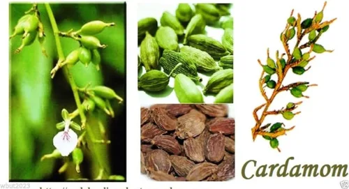 Semillas de plantas de cardamomo verde (Elettaria Cardamomum) crecen en interiores o exteriores