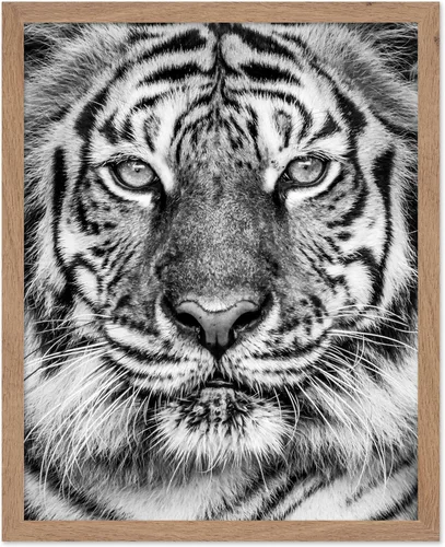 Miniatura 18 de Poster Master Póster de Chimpancé - Impresión de Mono Leyendo Periódico - Arte de Pared de Mono - Regalo para Hombres, Mujeres y Amantes