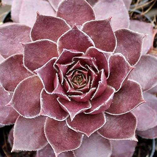 Miniatura 7 de Mini suculentas vivas para boda, recuerdo de ducha, plantas sempervivum, gallinas, pollitos resistentes para jardín de hadas, 12 paquetes