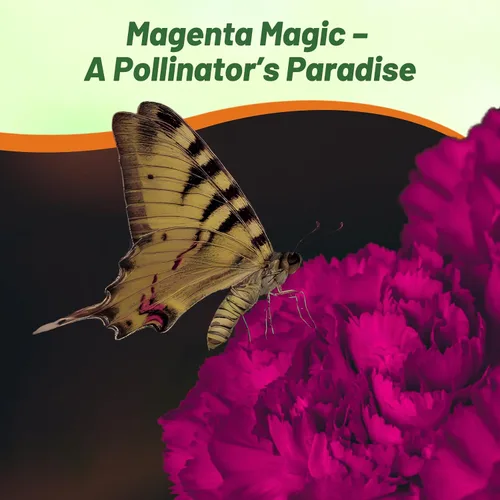 Miniatura 6 de Outsidepride Semillas de clavel magenta – 2000 piezas de semillas de flores perennes, fáciles de cultivar para plantar con flores fragantes, ideales