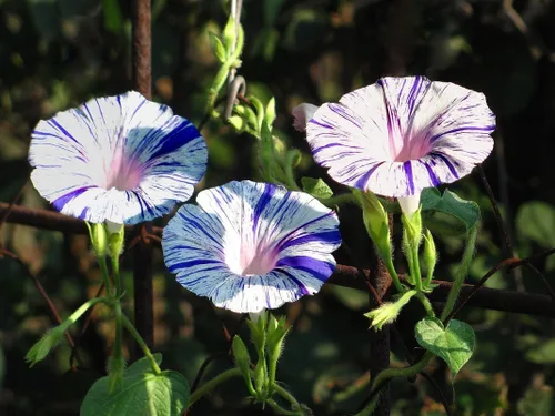 Miniatura 2 de 50+ Semillas Morning Glory Arlequin - Mezcla de flores