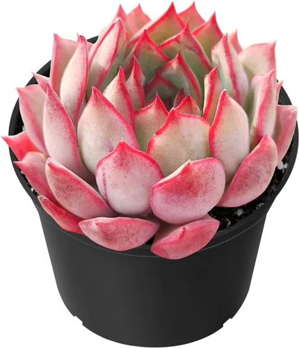 Miniatura 20 de Sprout N Green Echeveria 'Snow Angel', suculenta viva totalmente enraizada en maceta de 2 pulgadas, planta de casa para el hogar, oficina, boda