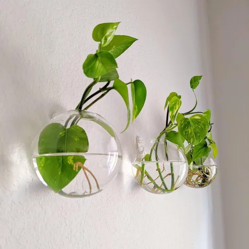 Miniatura 2 de Macetas colgantes de pared, paquete de 6 macetas de vidrio para plantas, jarrones redondos de pared para flores, estación de propagación colgante