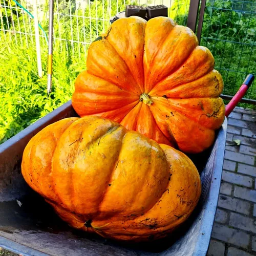 Miniatura 4 de Seeds Giant Pumpkin Titan 10+ Semillas para cultivar al aire libre Variedad de calabaza masiva