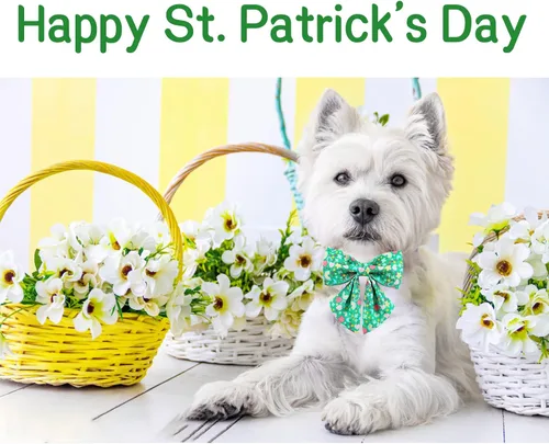 Miniatura 4 de Unique style paws Collar de perro del día de San Patricio con corbata, collar de cachorro de corazón de trébol de arco iris para niños pequeños
