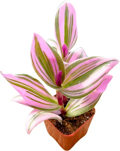 Cadena de botones abigarrados de 2 pulgadas, plantas suculentas únicas vivas, plantas suculentas de arranque vivo, plantas de casa de fácil cuidado