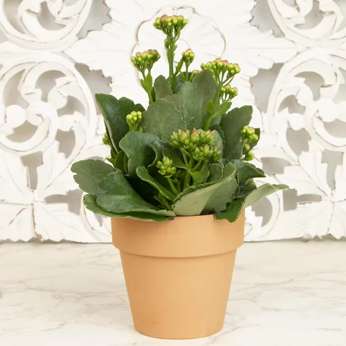 Miniatura 4 de Planta Kalanchoe Plantas suculentas plantas de interior vivas, suculentas vivas plantas de casa en macetas de arcilla, plantas suculentas plantas