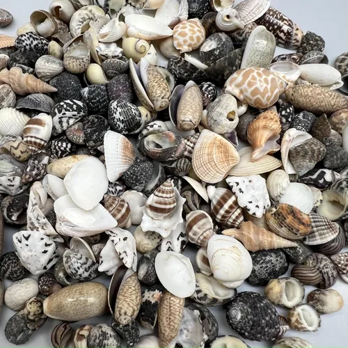 Miniatura 8 de Conchas marinas Pepperlonely, vieiras de diferentes tamaños
