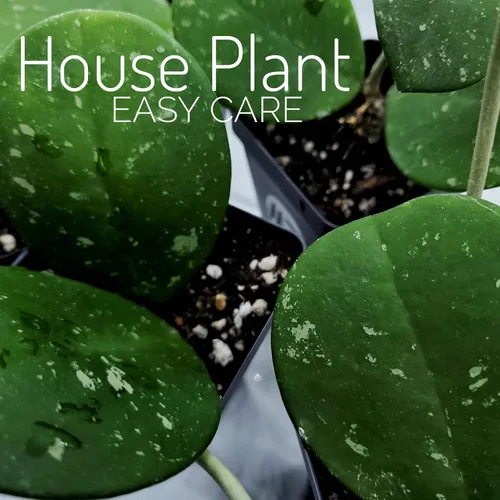 Miniatura 2 de Hoya Obovata Splash en maceta de 4" - Hojas redondas gruesas - Planta de interior Easycare
