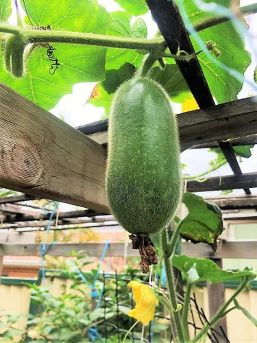 Miniatura 2 de TomorrowSeeds - Semillas de melón de pelo mullido - Más de 20 unidades - para 2026 siembra de cera de calabaza pelo peludo calabaza peluda Chi Qua