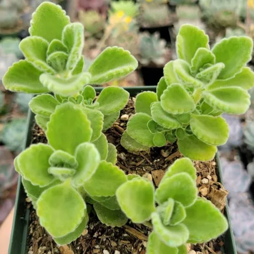 Miniatura 4 de Plectranthus Vick Plant - Maceta viva de 4 pulgadas, la planta viene sin maceta, planta suculenta Plectranthus Vick viva para plantar en interiores