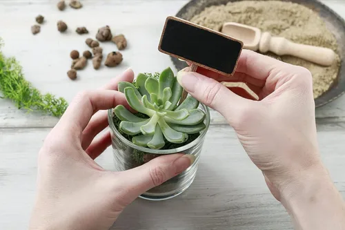 Miniatura 7 de Shop Succulents Colección única Suculentas vivas en el suelo Variedad seleccionada a mano Plantas reales de interior/exterior, paquete