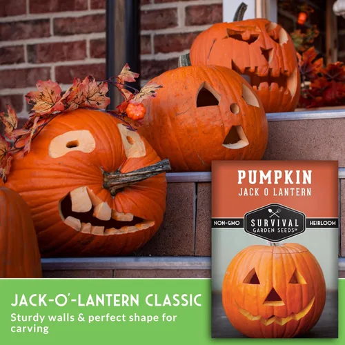 Miniatura 3 de Survival Garden Seeds - Semillas de calabaza Jack-O-Lantern para plantar - 3 paquetes con instrucciones para plantar y cultivar calabazas talladas
