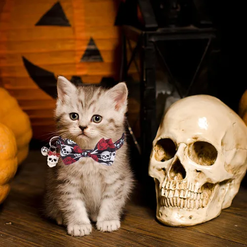 Miniatura 4 de ADOGGYGO Collares de gato de Halloween con campana de lazo, collar de moño para gatito, tela de araña, calavera, collares de Halloween para niñas