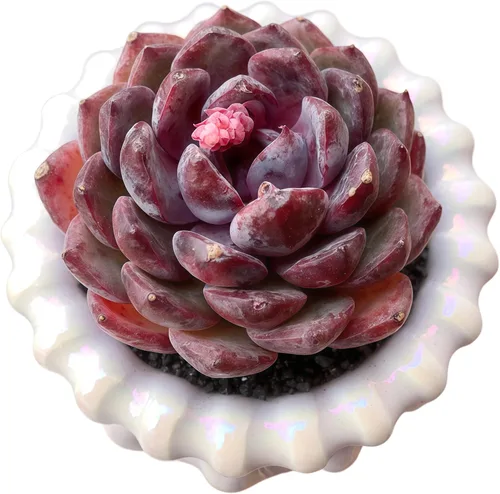 Plantas suculentas vivas Echeveria Perle von Nürnberg, mini suculentas rojas de 3 pulgadas, raíz desnuda sin maceta, planta suculenta decoración