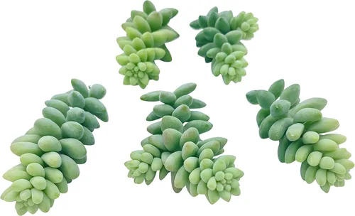 Miniatura 5 de Tallos de Suculentas Vivas (3 Sedum Morganianum Colas de Burro), Plantas Suculentas Vivas, Planta Suculenta SIN Raíces, Plantas de Casa Vivas