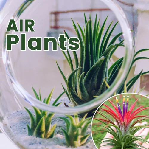 Miniatura 4 de Air Plants Live, 10 plantas de aire de Tillandsia rojas, plantas de interior vivas para cultivar en interiores y exteriores, de 2 a 3 pulgadas