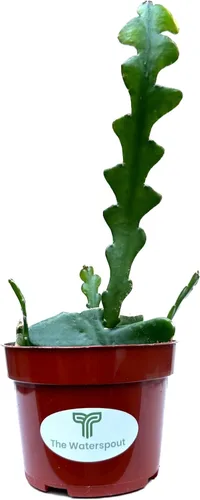 Miniatura 3 de Colecciones de cactus y suculentas de 4" (Fishbone Zig Zag Cactus 'Epiphyllum anguliger')