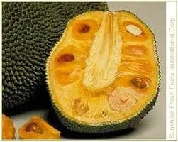 Miniatura 3 de Jackfruit entero fresco, una fruta 5-7 libras