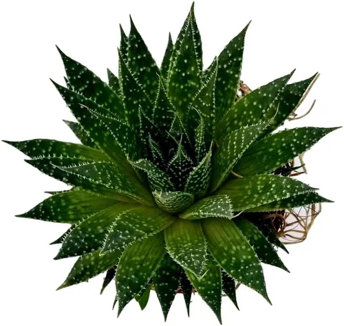 Miniatura 9 de Cadena de perlas (Senecio Rowleyanus) - Plantas vivas rastreras totalmente enraizadas y en floración - Rara planta de interior para decoración