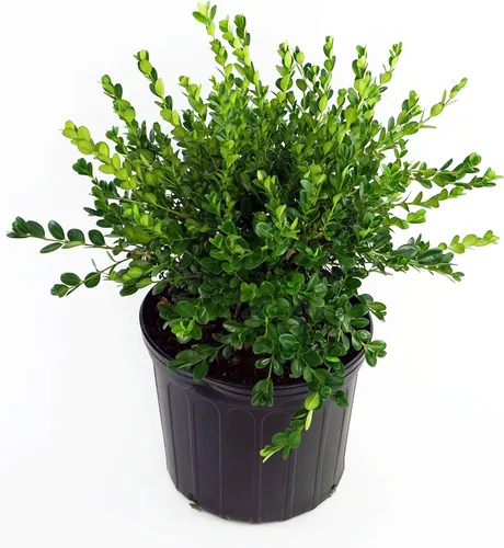 Miniatura 3 de Buxus micro. 'Tide Hill' (Boj) Evergreen, forma extendida, #2 - Tamaño Contenedor