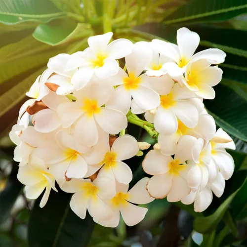 Miniatura 3 de Hawaiian Rare Plumeria Frangipani Planta esquejes rojo, blanco, amarillo, rosa - 10 pulgadas - Descuento Hawaiian Gifts LQ4 (Blanco) Frangipani