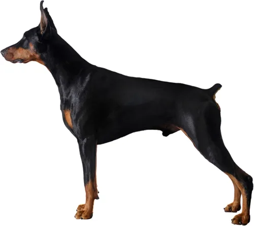 Miniatura 2 de Dean & Tyler Bozal de cesta de alambre para perros, tamaño nº D1
