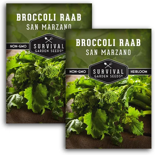 Miniatura 10 de San Marzano Raab - Semillas de brócoli Rabe para plantar, variedad italiana de rapiña, verduras de temporada fría de rápido crecimiento, favorito