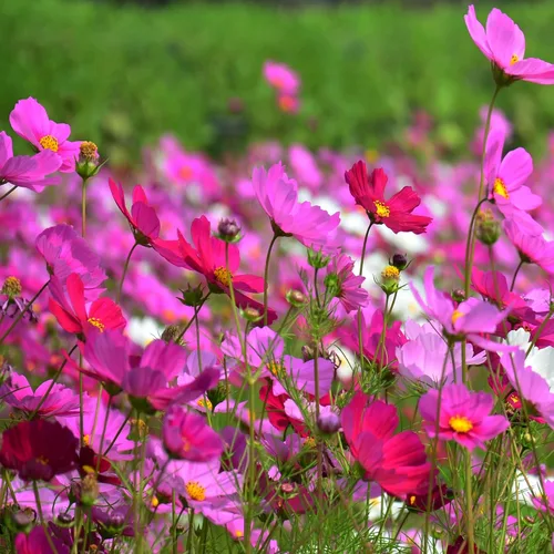 Outsidepride Sensation Mix Cosmos Bipannatus Semillas – 1 libra anuales, tolerantes a la sequía, auto-siembra, semillas de flores mixtas para