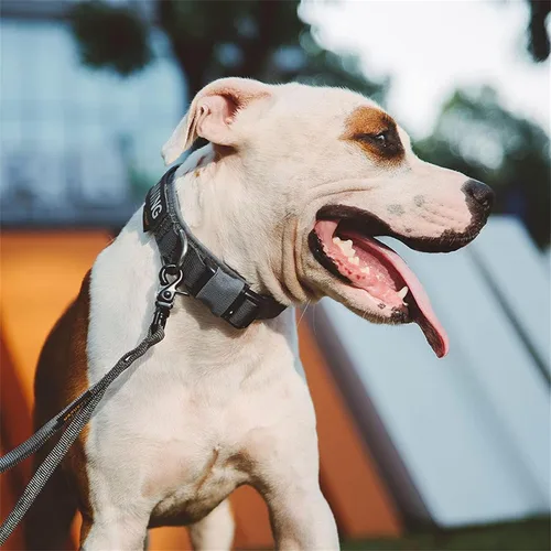 Miniatura 6 de EXCELLENT ELITE SPANKER Collar táctico para perros pequeños, de nailon, ajustable, resistente, militar, para perros pequeños, medianos y grandes
