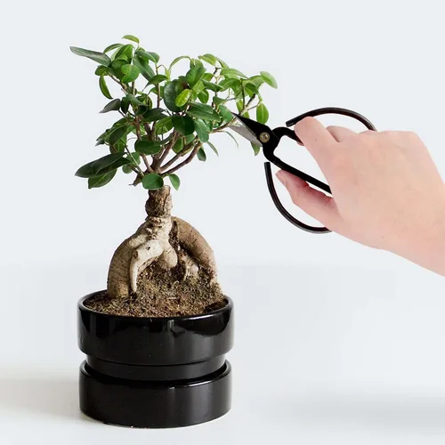 Miniatura 5 de BambooMN Tijeras afiladas forjadas para bonsái resistentes de 5.1" - 1 pieza