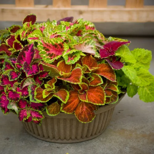 Miniatura 4 de 100 piezas de semillas de Coleus Rainbow Dragon para plantar, follaje vibrante, fácil de cultivar, planta perenne de sombra para jardín y macetas