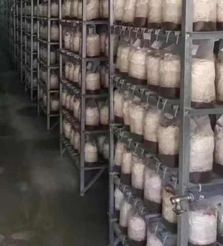 SUCOHANS Bolsas de cultivo de hongos XLS de tamaño extra grande 10 x 5.5 x 24 pulgadas/bolsas sellables de desove / Myco bolsas con filtro de 0.5