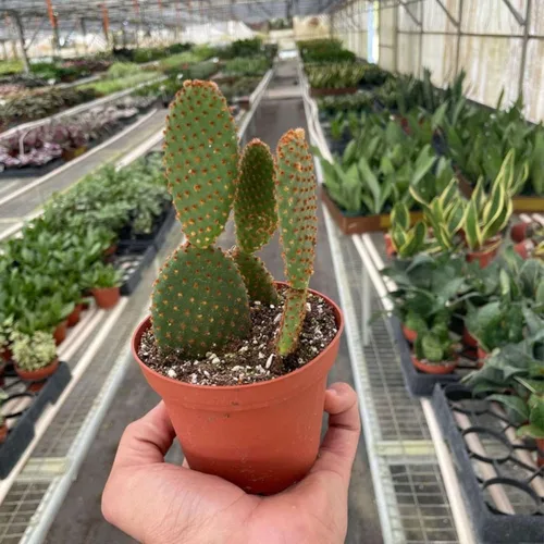 Miniatura 10 de Suculenta Crassula Jade Planta viva para interior Diferentes plantas de interior en maceta de 4 y 6 pulgadas Planta de casa real para sala
