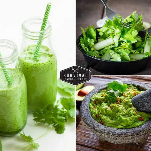 Miniatura 7 de Semillas de cilantro para plantar Hierba de cilantro sin OMG Cultivo de jardín interior y exterior Cosecha confiable de crecimiento rápido