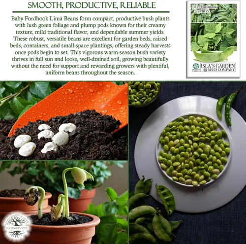 Miniatura 5 de Baby Fordhook - Semillas de frijol Lima para plantar, 25 semillas tradicionales por paquete, semillas de jardín de Isla