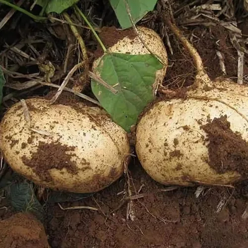Miniatura 7 de Bmore Spicy Jicama - Semillas de ñame mexicano (Pachyrhizus erosus), reliquia sin OMG para plantar, 20 semillas frescas para jardinería
