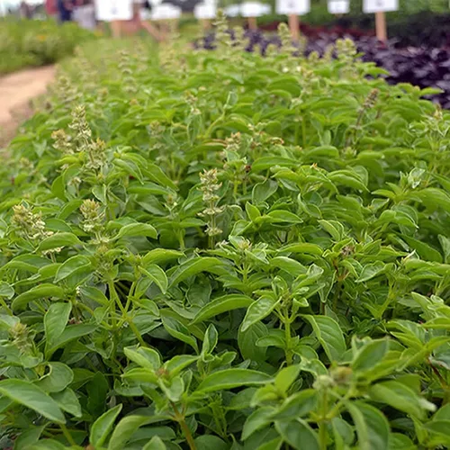 Mountain Valley Seed Co - Semillas de jardín de hierba de albahaca y lima, 0.07 oz sin OMG | Semillas Anuales de Jardinería Culinaria - Ocimum