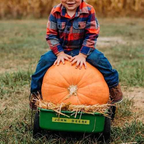 Miniatura 2 de Atlantic Giant Pumpkin - 15 semillas - Variedad de reliquia y polinizada abierta, semillas de vegetales sin OMG para plantar al aire libre