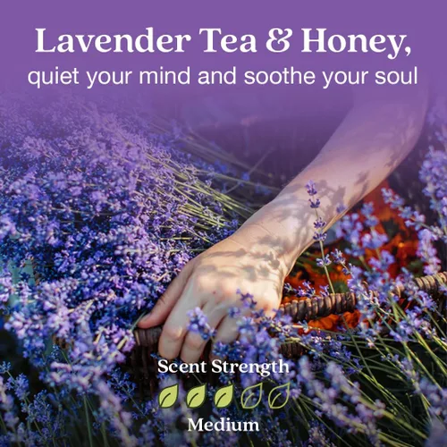 Miniatura 4 de Enviroscent Recambios de ambientador no tóxico (té de lavanda y miel) Ambientador enchufable para el hogar Recambios de aceite esencial